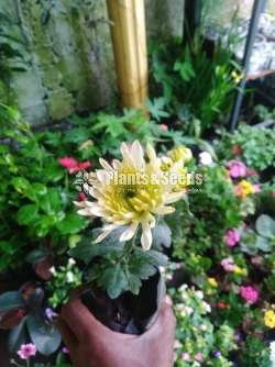 Kapuru (කපුරු පැල)