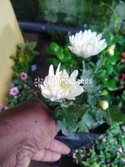 Kapuru (කපුරු පැල)
