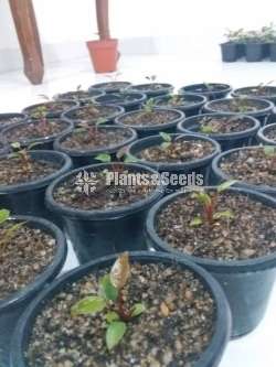 Anthurium Black Cardinal Seed(බ්ලැක් කාර්ඩිනල්)