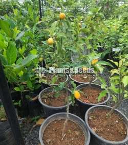 Kumquat fruit plants (කුම්කොට්)