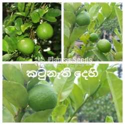 Thornless lime plants (කටු නැති දෙහි )