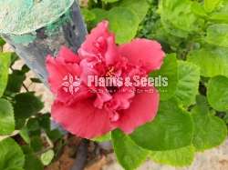 Bankok Hibiscus (බැංකොක් වද මල් )