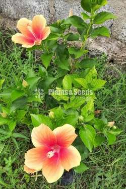 Bankok Hibiscus (බැංකොක් වද මල් )