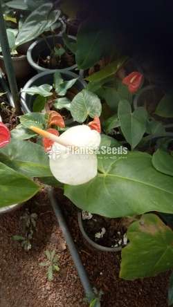 Saso Anthurium