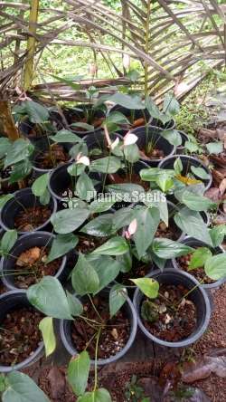 Saso Anthurium