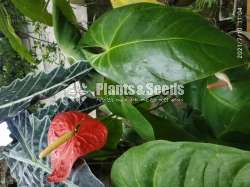 (Local Anthurium) දේශීය  ඇන්තූරියම් 