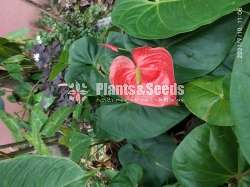 (Local Anthurium) දේශීය  ඇන්තූරියම් 