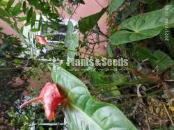 (Local Anthurium) දේශීය  ඇන්තූරියම් 