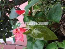 (Local Anthurium) දේශීය  ඇන්තූරියම් 