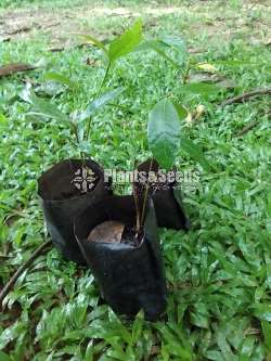 Mee Pela (මී පැල)