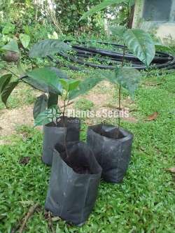 Jackfruit plants ( කොස් පැල )