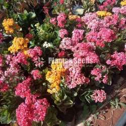 Kalanchi (කලංචි මල් පැල)