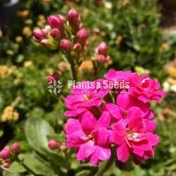 Kalanchi (කලංචි මල් පැල)