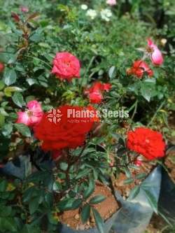 Roses Plants