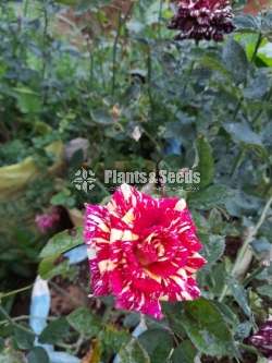 Roses Plants
