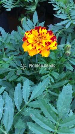 Daspethiya (දාස්පෙතියා )