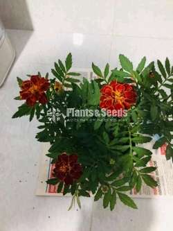 Daspethiya (දාස්පෙතියා )