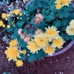 Kapuru (කපුරු පැල)