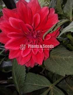 Deliya (ඩේලියා මල් සහිත පැල)