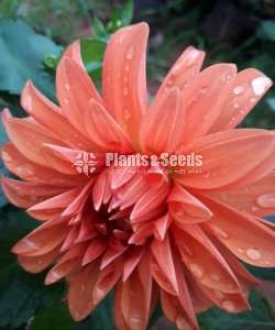 Deliya (ඩේලියා මල් සහිත පැල)