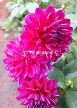 Deliya (ඩේලියා මල් සහිත පැල)