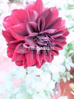 Deliya (ඩේලියා මල් සහිත පැල)