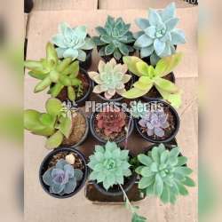 Succlent plants package