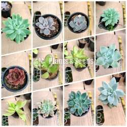 Succlent plants package