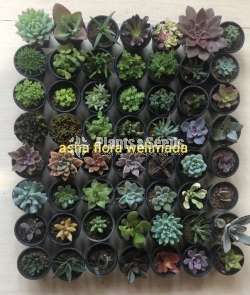 Cactus and succulent 