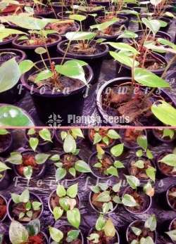 Bankok  Anthurium (Princess Amaliya  )