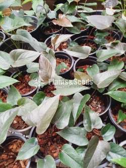 Anthurium Black Cardinal (බ්ලැක් කාර්ඩිනල්)