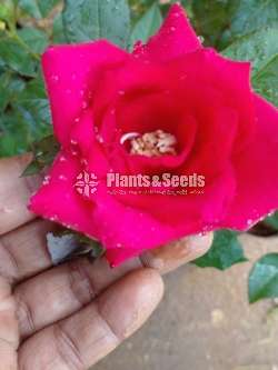 10 Rose plants