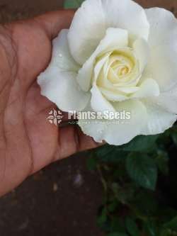 10 Rose plants