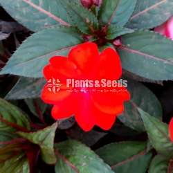 Impatiens (දිය කුඩලු )