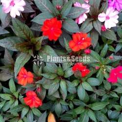 Impatiens (දිය කුඩලු )