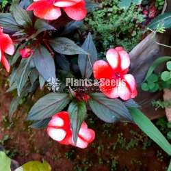 Impatiens (දිය කුඩලු )