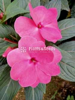 Impatiens (දිය කුඩලු )