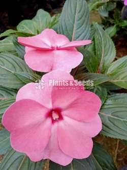 Impatiens (දිය කුඩලු )