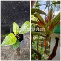 Liptick (ලිප්ස්ටික්)
