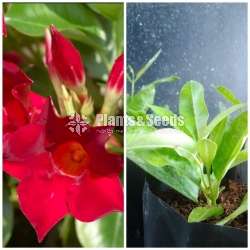  Butter Cup( මැන්ඩවිලා) 