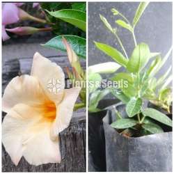  Butter Cup( මැන්ඩවිලා) 