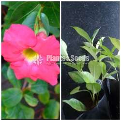  Butter Cup( මැන්ඩවිලා) 