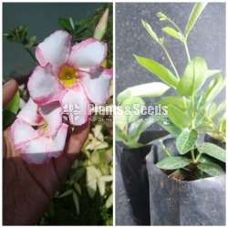  Butter Cup( මැන්ඩවිලා) 