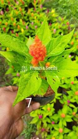 Celosiya (සෙලොසියා)