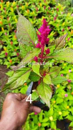 Celosiya (සෙලොසියා)