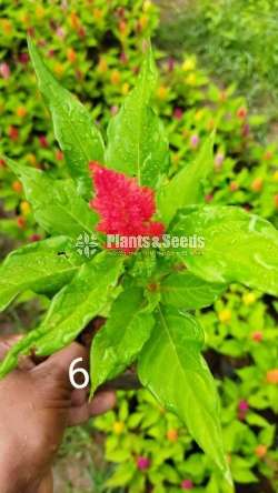 Celosiya (සෙලොසියා)
