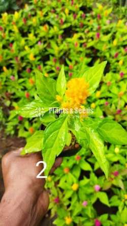 Celosiya (සෙලොසියා)