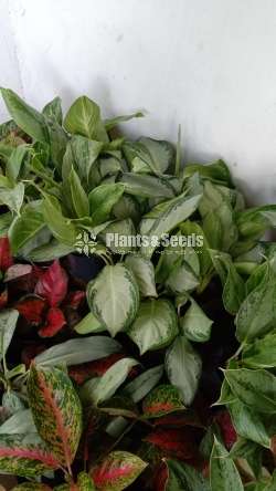 Aglaonema ( ඇග්ලොනිමා වර්ග )
