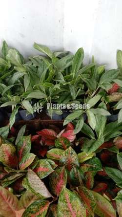 Aglaonema ( ඇග්ලොනිමා වර්ග )