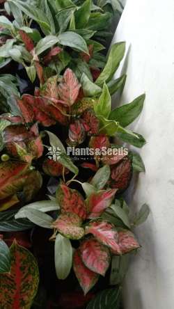 Aglaonema ( ඇග්ලොනිමා වර්ග )